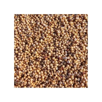 Wholesale sorghum grains bulk supply for food processing and milling - Medcompex Gmbh - United Kingdom