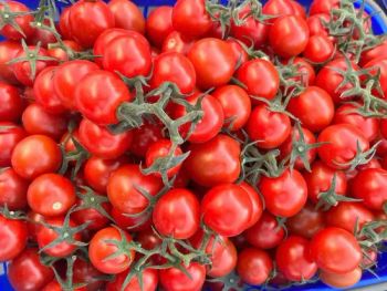 Hybrid Vegetable Seeds Best Tomato Seeds Cherry Tomato Size Small Origin China Trademark ZYYN HS Code 1209910000 Transport Package Bags - Beijing Zhongyanyinong Seedling Co., Ltd. - China