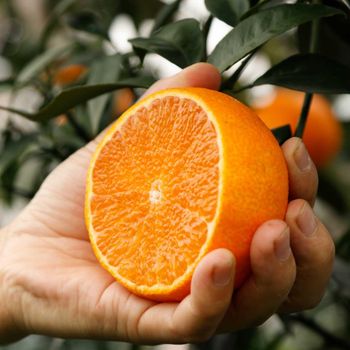 Premium Ehime 38 Jelly Orang Seed Presence None Acidity Less Than 0.5% Aroma Fresh Citrus Burst Skin Color Bright Orange - Jason - China