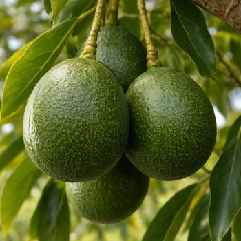 Fresh Avocado Hass Booth Variety Creamy Buttery Flesh 100% Pure 5kg Carton Nutty Flavors Earthly Herbal Export - AGRONOVA - United States