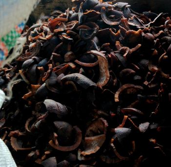 Dried Black Copra - Aysila Jaya Mandiri - Indonesia
