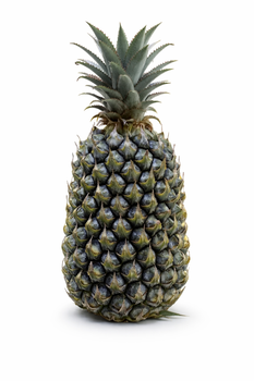Fresh Pineapple – Simplex Variety Grade C0 Organic Yes Variety Simplek Origin Indonesia Features Organic Degree Of Maturity Unripe - Indah Tropica Ekspor - Indonesia