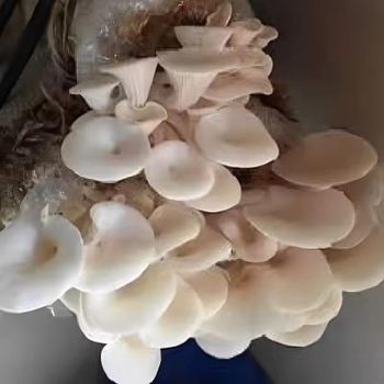 Organic Oyster Mushroom Wholesale Price Buyers Frozen Fresh Oyster Mushrooms Indian Supplier - Rish Exim - India