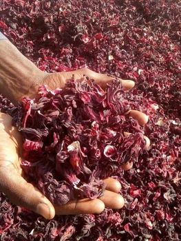 Hibiscus Purity 99% Origin Country Egypt Shelf Life 24 manth\ Quality Grade Excellent Regulatory Compliance Compliant With Fda - La Sfida Export – Herbs & Spices Supplier - Egypt