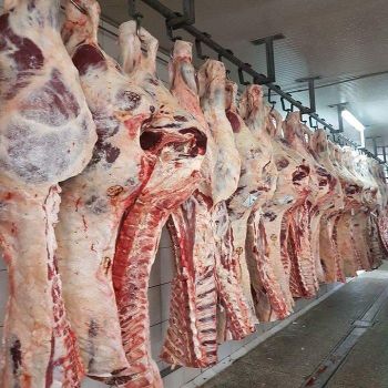 Fresh Quality Frozen Beef Carcass Ready for Commercial Meat Distribution with Excellent Cutting Performance - TRADECENTRIC LLC - United States