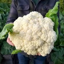 Beans, Cauliflower, Broccoli Frozen Corn Variants 4 Ears, 8 Ears, 12 Ears, 24 Ears Vegetable Mix Mix Veg, California Blend, Italian Blend - EEC POLAND LTD  - Poland