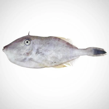 Premium Quality Frozen Leatherjacket / Filefish (Ikan Leatherjacket / Monacanthidae) – Wild Caught & Export Grade from PT. SAGARA MAKMUR INDONESIA Premium Quality Frozen Leatherjacket / Filefish (Ikan Leatherjacket / Monacanthidae) – Wild Caught & Export Grade - PT. SAGARA MAKMUR INDONESIA - Indonesia