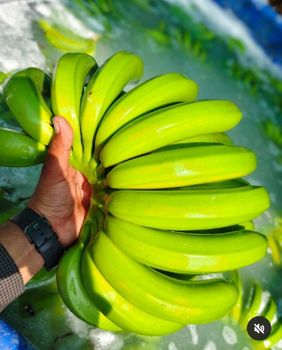 G9 Cavandish Banana from HR AGRI PRODUCT G9 Cavandish Banana – product photo, G9 Banana products found from trusted suppliers, wholesalers, manufacturers & exporters Listing