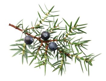 Dried juniper berries Shelf Life 2 years Manufacturer Alba grups Place of Origin Bulgaria Flavor Profile Piney, Peppery Preparation Methods Teas, Oils, Tinctures - ALBA GRUPS Ltd. - Bulgaria