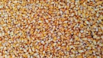 Yellow Maize (animal feed) Features Organic Packaging Size > 25 kg - SK Global Exim - India