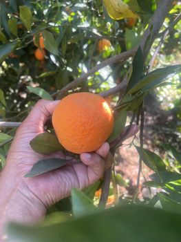 ORANGE - ART LOG MAROC - France