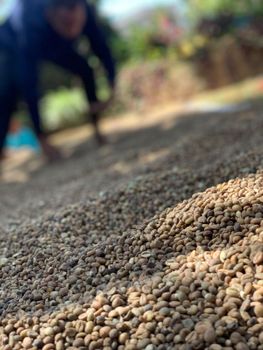 Arabic Coffee Beans - MAHAFENY - Madagascar