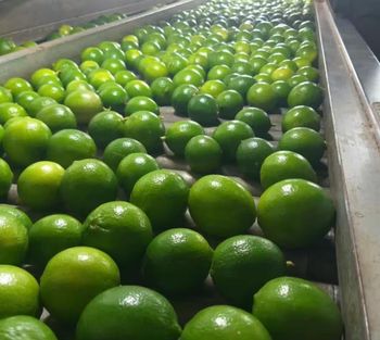 Fresh Seedless Lime Wholesale Bulk Supplier Exporter High Quality Natural Citrus for International Market - TRADECENTRIC LLC - United States