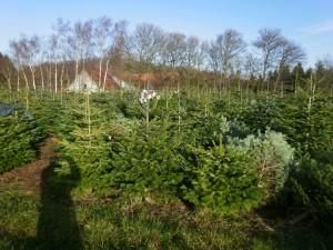 Product - BIRKHOLM CHRISTMAS TREES - Global