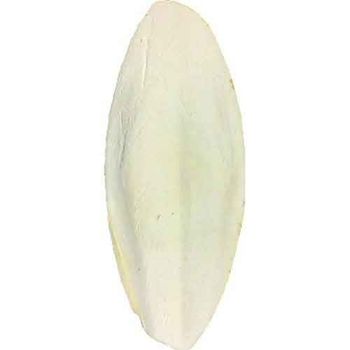 Premium Grade Dried Cuttlefish Bone/ Sepia Bone/ Cuttlefish Bone Dried In Bulk - TANIS IMPORT & EXPORT COMPANY LIMITED - Vietnam