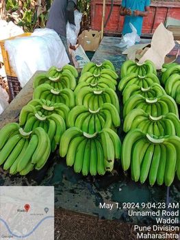 Wholesale Fresh Cavendish Banana Green Banana with High Quality Fresh Fruit and Vegetables Green Bananas for Cooking Use - AL JABLI TRADING COMPANY LIMITED - Tanzania