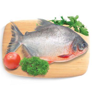 RED POMFRET (RED PACU) HOT IN SEASON FROM VIETNAM Content Fish Style Frozen Ingredients Fish Grade High Quality Storage Type - TANIS IMPORT & EXPORT COMPANY LIMITED - Vietnam