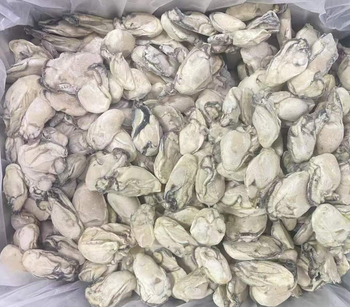 New Season Frozen Oyster Meat Shell-Off Cooked Oyster Meat Premium Oyster Product - Qingdao U-Easy Aquatic Trading Co., Ltd. - China