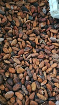 COCOA B - PT SENOPATI MANUNGGAL KOMODITI - Indonesia