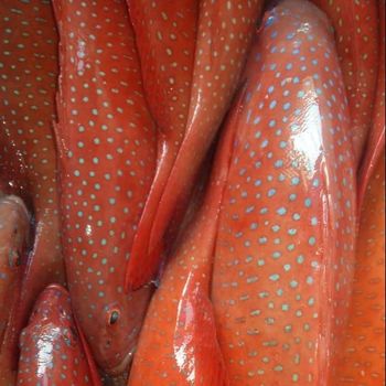 Hot Sales IQF Frozen And Fresh Vacuum Pack Grouper And Coral Trout Fish Malaysia Fish Hong Kong China Delicacy Seafood - BWE (M) SDN. BHD. - Malaysia