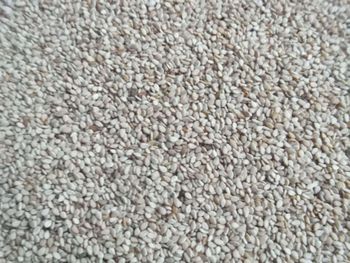 White sesame seed – Wollega Type - sami import - Ethiopia