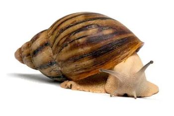 Dried and Smoked African Giant Snails Freshly Frozen Snails for Sale Quality Food & Beverage Product - AL JABLI TRADING COMPANY LIMITED - Tanzania