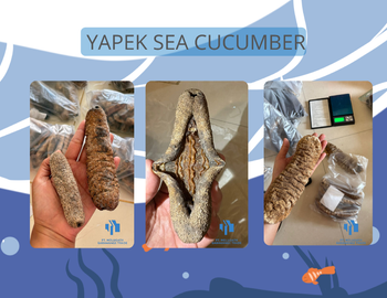 Dried Sea Cucumber Form Whole Drying Method Direct Sunlight Purity Clean From Dust And Sand Origin Indonesian, Indonesian Sea - Nusa Moruun Trust - Indonesia