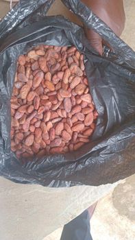 Fermented and dried cocoa beans - Big-Ben global trade navigators limited - Nigeria