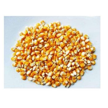 Yellow and white maize - SOURCE GLOBAL TRADING GROUP - South Africa