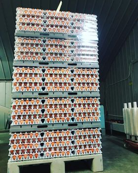 Farm Fresh Chicken Table Eggs Brown und White Shell - Smart Agri GmbH - Germany