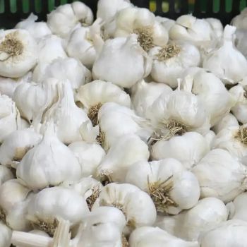 Organic Fresh White Garlic 6.0cm Normal and Pure White 10kg Wholesale Carton Pure Organic Fresh Garlic - TRADECENTRIC LLC - United States