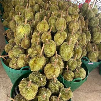 Whole Durian Mon Thong Premium Fresh Organic King of Fruits Original Taste From Thailand Rich & Creamy 3-4 PCS/BOX (Whole) from NUMBER ONE 789 CO., LTD. Whole Durian Mon Thong Premium Fresh Organic King of Fruits Original Taste From Thailand Rich & Creamy 3-4 PCS/BOX (Whole) - NUMBER ONE 789 CO., LTD. - Thailand