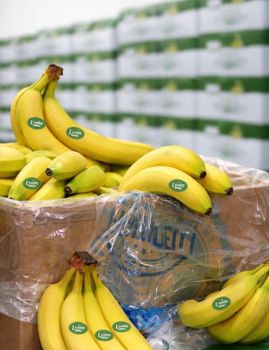 MOST POPULAR LUU'S FRESH GREEN&YELLOW CAVENDISH BANANAS EXPORT GRADE IN 10Kg,12Kg CARTONS ON SALE from Sosa Merchant Solutions MOST POPULAR LUU'S FRESH GREEN&YELLOW CAVENDISH BANANAS EXPORT GRADE IN 10Kg,12Kg CARTONS ON SALE - Sosa Merchant Solutions - Austria