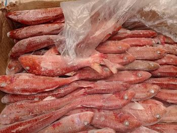 red mullet  Color Red Form Frozen Origin Mauritania Size 100 Gr / 250 Gr Packaging 20 Kg - asmakfish - Mauritania