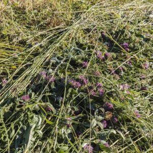 Wholesale Premium Clover Hay for Cattle & Horses  High-Quality Dried Clover Hay for Livestock Export Quality Clover Hay – Nutrient-Rich Forage - FK GLOBAL TRADING - Netherlands