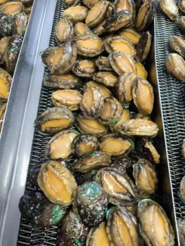 Frozen Boiled Abalone - fuqing maowang seafood developing co.,ltd - China