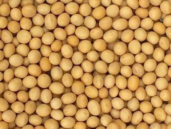 Non Gmo Soybean
