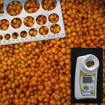 New Seasonal Frozen Fruit Berries IQF Sea Buckthorn Price for Export - Qingdao Hic Imp. &Exp. Co., Ltd - China