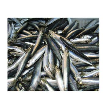 Premium Quality Frozen Herring Fish tilapia fish Frozen Fish Cut Other Degree of Processing Other Freshness Level Fresh, Frozen - Exigentelaxia Unipessoal Lda - Portugal