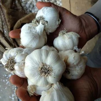 Top Grade Fresh Garlic 6.0cm Clean White Garlic for Cooking Restaurants Affordable Wholesale Bulk Deals from A.C.P. AGRICULTURE COMPANY LIMITED Top Grade Fresh Garlic 6.0cm Clean White Garlic for Cooking Restaurants Affordable Wholesale Bulk Deals - A.C.P. AGRICULTURE COMPANY LIMITED - Thailand