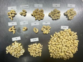 Cashew Nuts W240 – product photo, Cashew Nut Kernel products found from trusted suppliers, wholesalers, manufacturers & exporters Listing
