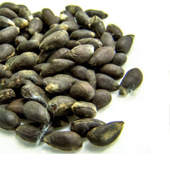 Wholesale Bulk Supply High Quality Cotton Seed for Sale - VERTEX TRADING LIMITED - United Kingdom
