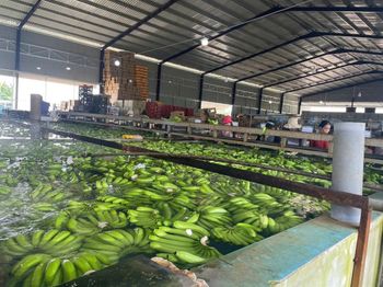 Cavendish Banana from Viet Nam – product photo, Fresh Cavendish Bananas products found from trusted suppliers, wholesalers, manufacturers & exporters Listing