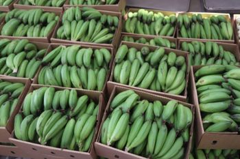 Fresh Green Plantains - Calaw Foods Inc  - Liberia