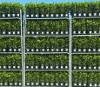 Product - LAURUS NOBILIS - Italy