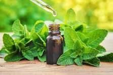 PEPPERMINT OIL Purity High Form Powder Flavor Peppermint Sustainability Yes White Labeling Available Quality Standards International Food Safety And Quality - DIPL - India