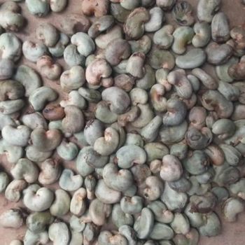 NON GMO CASHEW NUT IN SHELL FROM BENIN 50 KOR CASHEW NUT IN SHELL FROM BENIN - EXOTIC TROPICAL - Benin