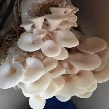Organic Oyster Mushroom Wholesale Price Buyers Frozen Fresh Oyster Mushrooms Indian Supplier - Rish Exim - India