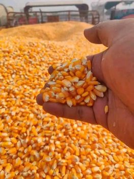 Maize from Amasco Maize - Amasco - Ghana