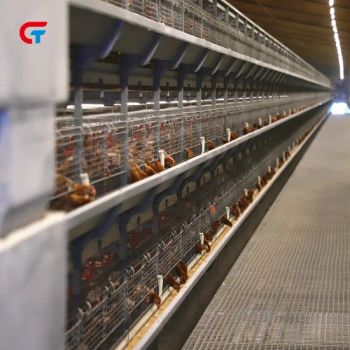 Battery Automatic Factory Made 2024 New Design Poultry Farm Layer Cage - Wulian Changtai Intelligent Technology Co.. Ltd. - China